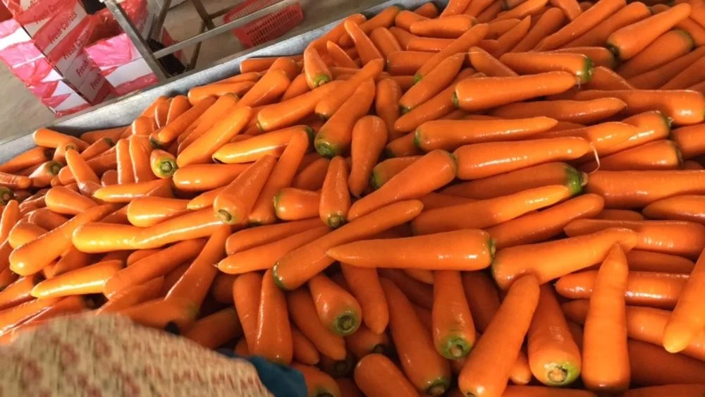 Красная свежая морковка вьетнамское производство высокое качество Лучшая цена (используется для основных блюд в Азии на Ближнем Востоке и т.