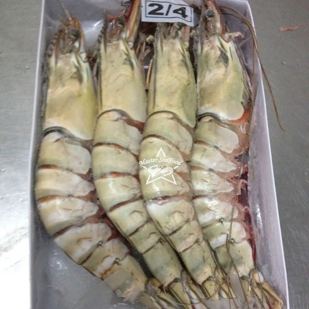 Ocean Tiger Shrimps Semi-IQF Head On Shell On Net Weight Net Count Custom Packing Best Quality Size U4 U5 U6 U8 U10 U12 U15 U20