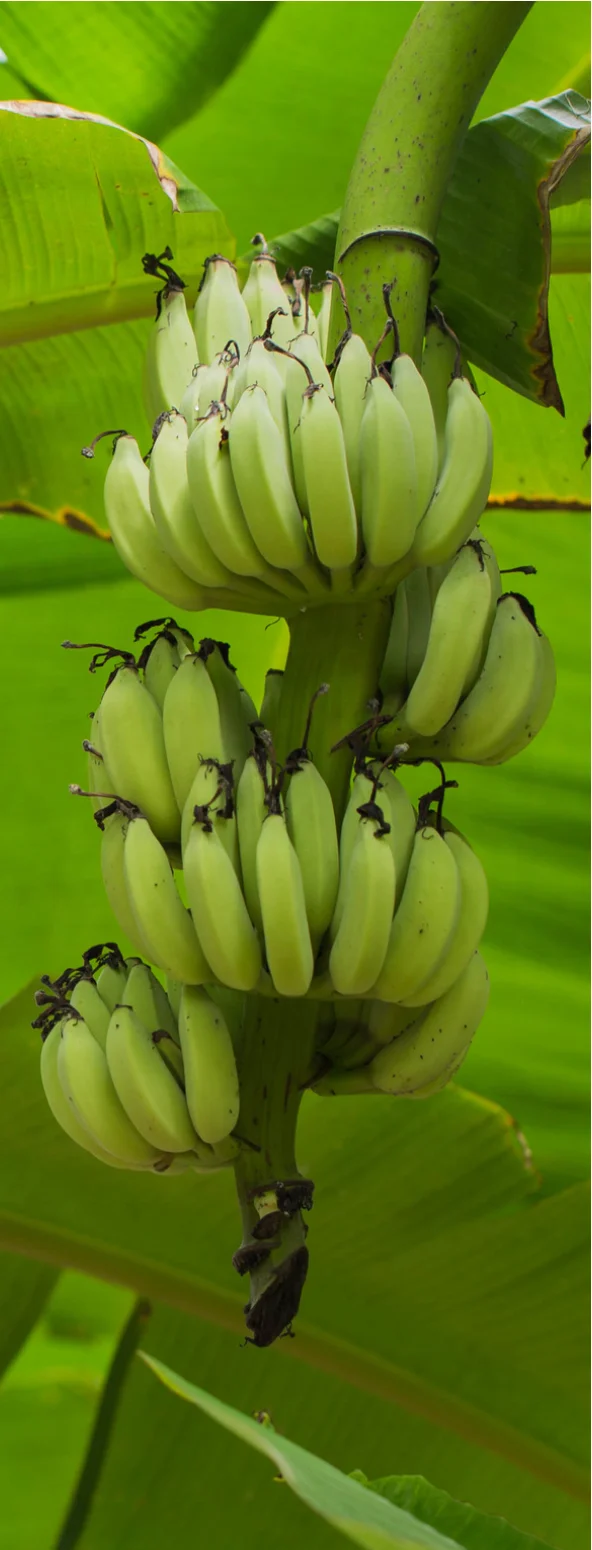 50 г в упаковке-Премиум органические сушеные Тайские специи и травы Tom Ням оптом-50 г в упаковке (изделие из Таиланда)