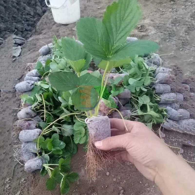  Натуральный кокосовый горшок для сада и дома гигантский сад из Вьетнама + 84 966722357