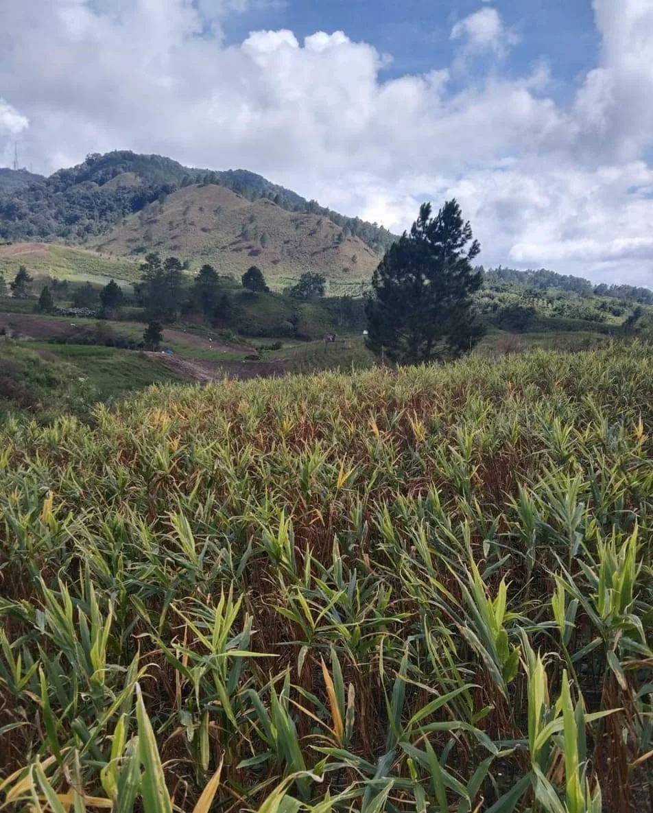 Свежий слон имбирь высокое качество экспорт
