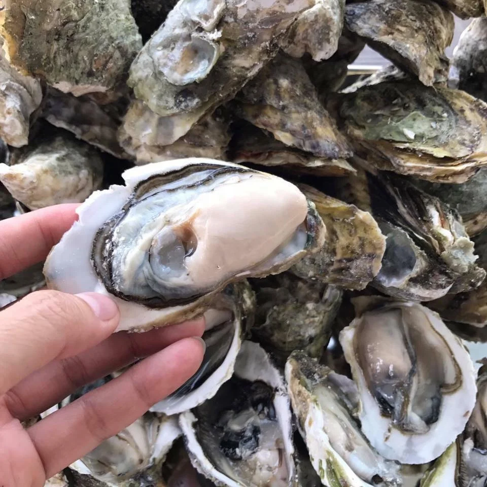 Замороженные тихоокеанские устричные кишечники свежие морепродукты высокий стандарт