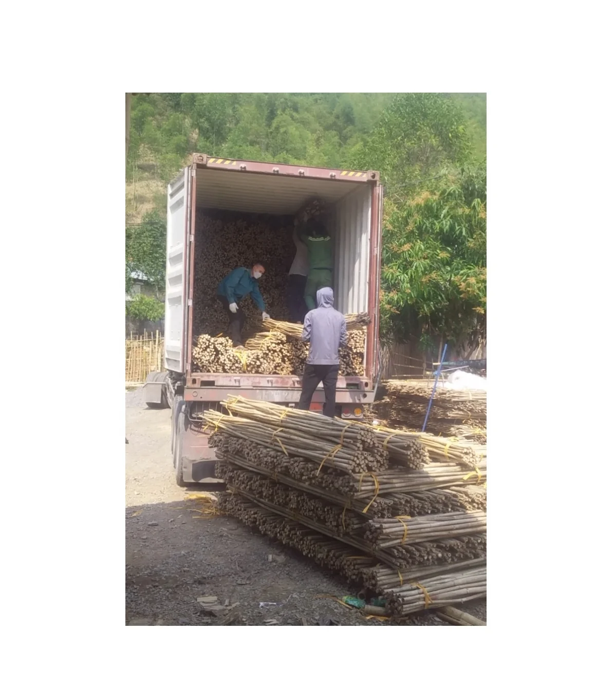 Top Polished Bamboo Poles Cane 40 to 50 mm Diameter by 4m Long for Structure Project Garden Home ( Whatsapp 0084587176063 Sandy)