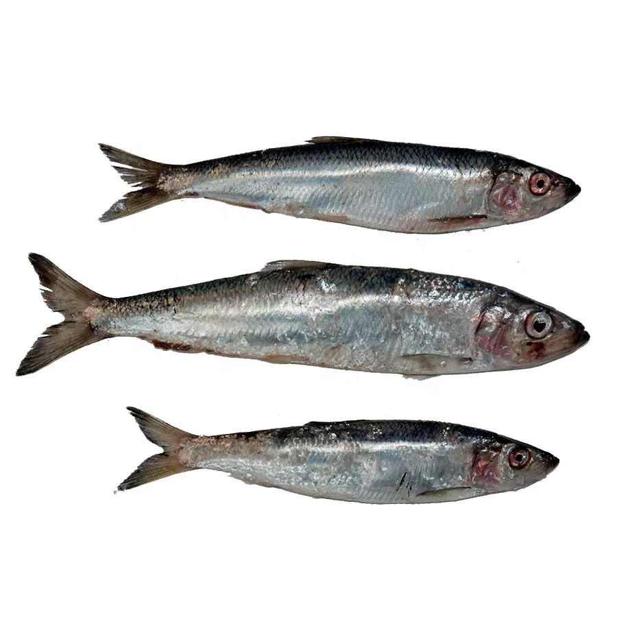 Herring Fish Dried high quality