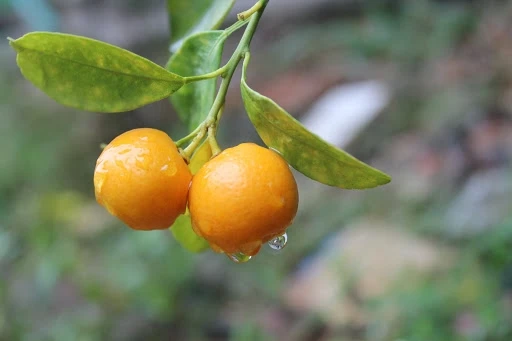 Оптовая продажа вьетнамские свежие фрукты Kumquat большое разнообразие эфирных масел от лучшего поставщика