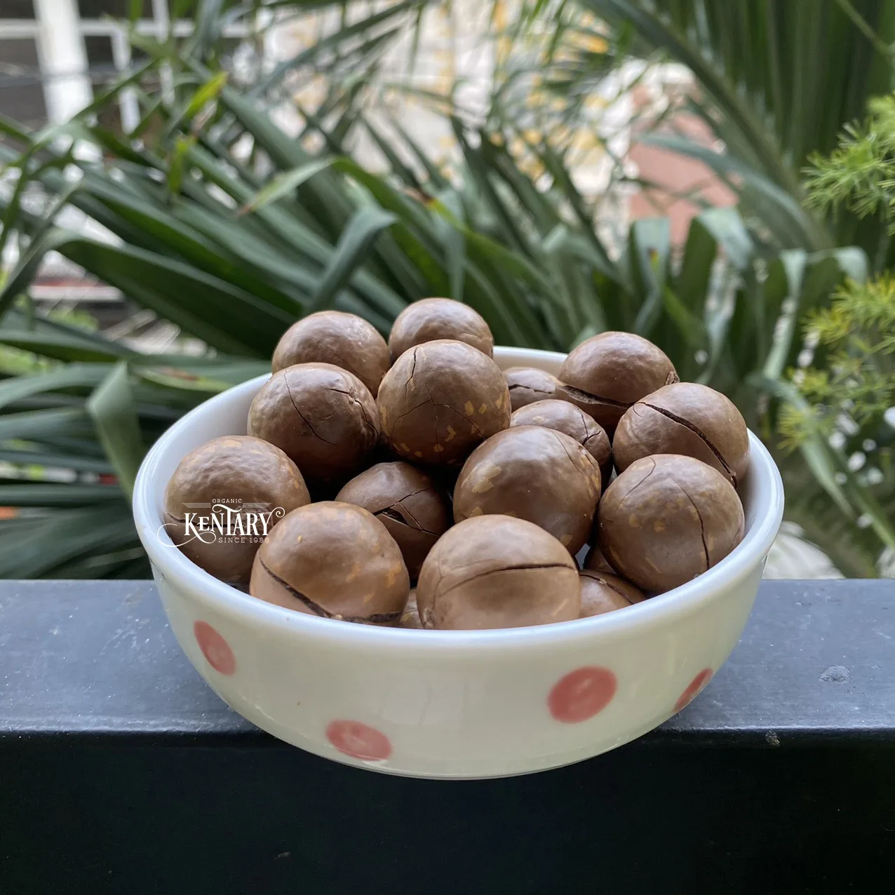 Wholesale Macadamia Nut Cracker In Sell Hight Quality Cheap Price Factory in Vietnam 100% Pure non GMO