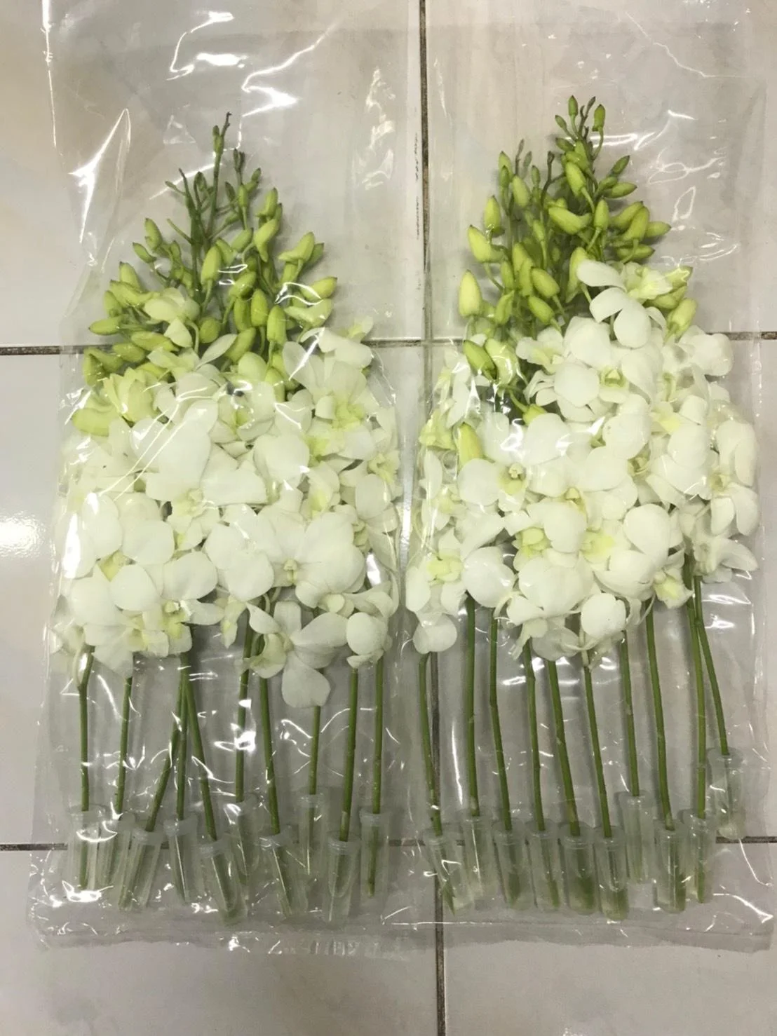 Orchid Flowers Cut flower thai orchids