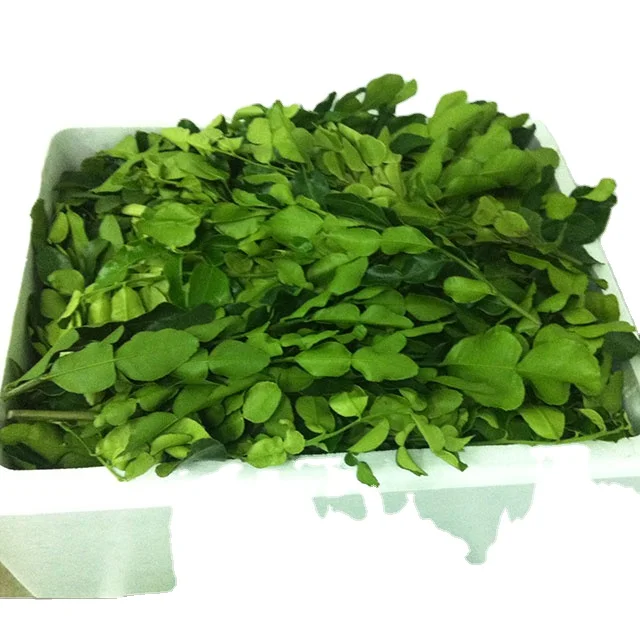 Kaffir Lime Leaves Fresh