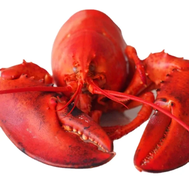 Frozen Fresh Live Green Lobster 100% Exportable