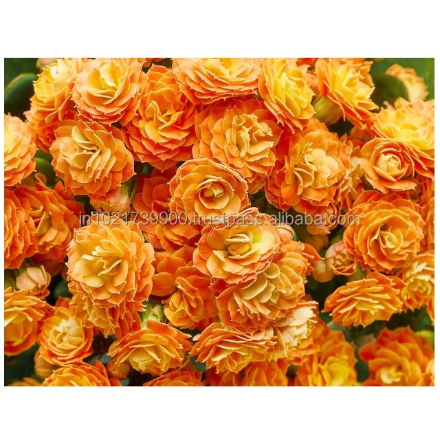Preserved rose with fresh stem Hot Selling Fresh Stabilized eternal roses Long lasting preserved Yellow Button roses