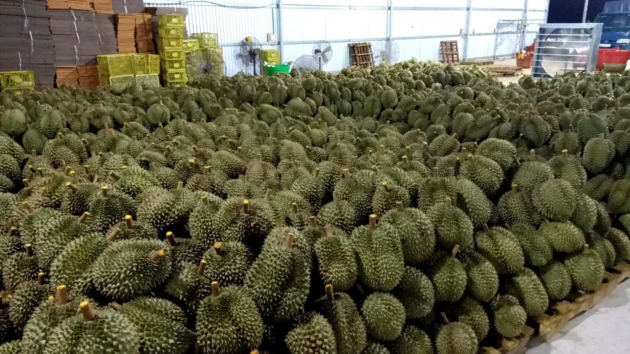  Свежий дуриан высшего качества без консервантов специальный вкус 100% натуральный свежий из Вьетнама