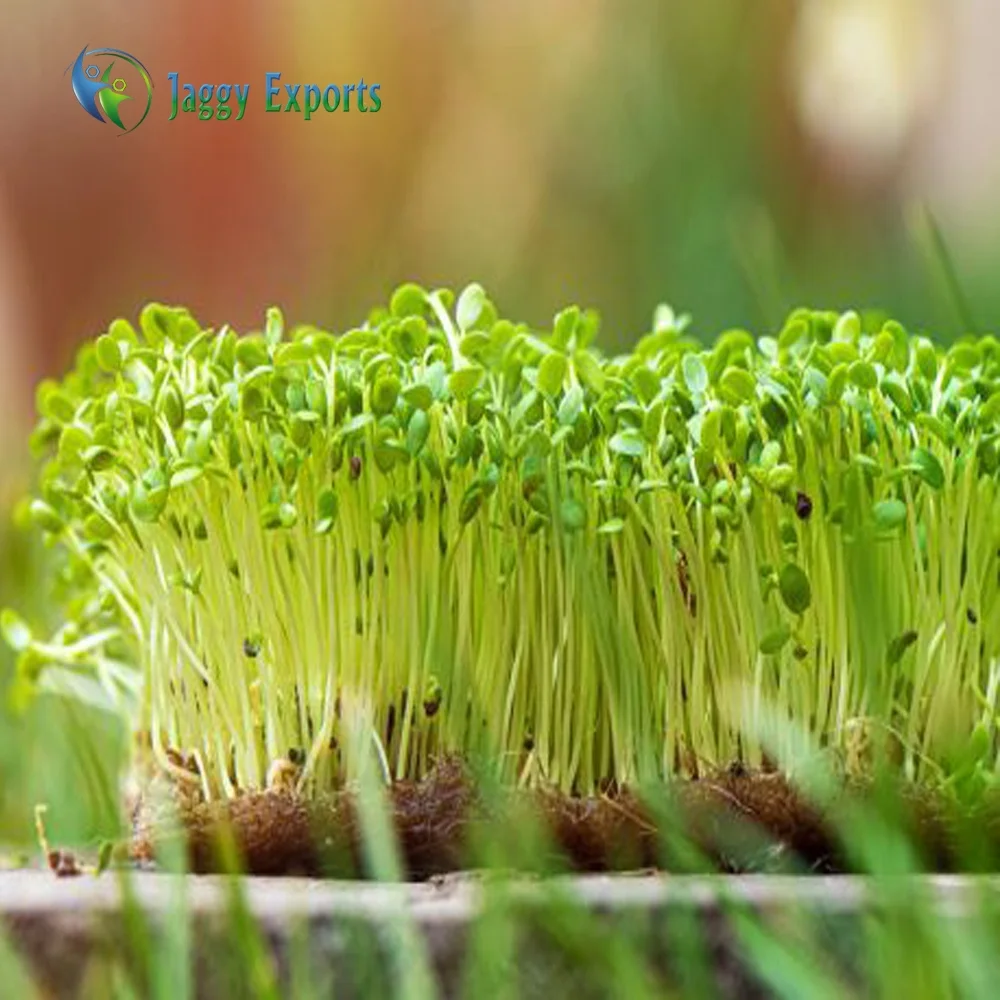 Hot Sale Export Quality Natural Coconut Grow Mat for Micro-greens Germinating Seeds