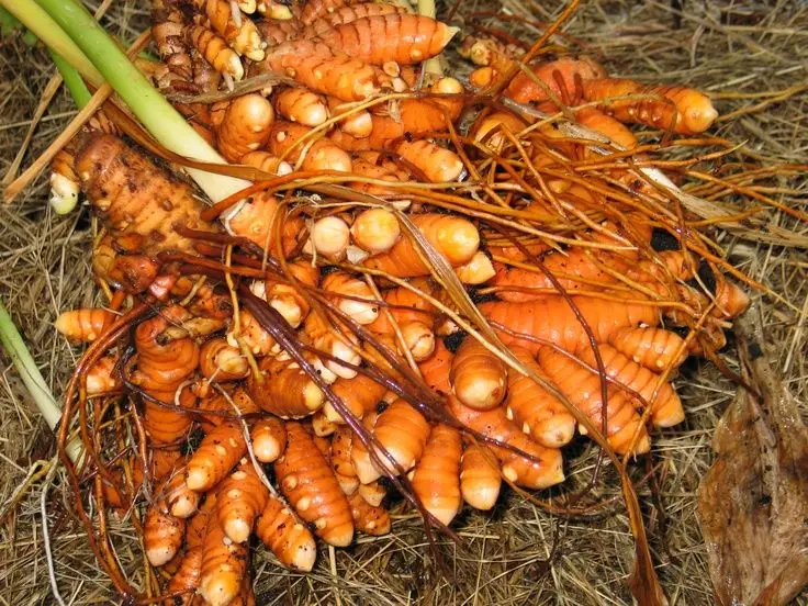 Wholesale Top Grade  TURMERIC POWDER / TURMERIC EXTRACT/ CURCUMA LONGA From Viet Nam