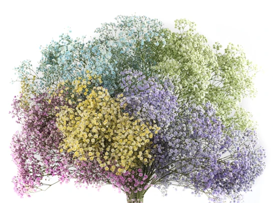 Creative Expression Incorporating Fresh Flowers Tinted Gypsophila in Floral Art Good Price
