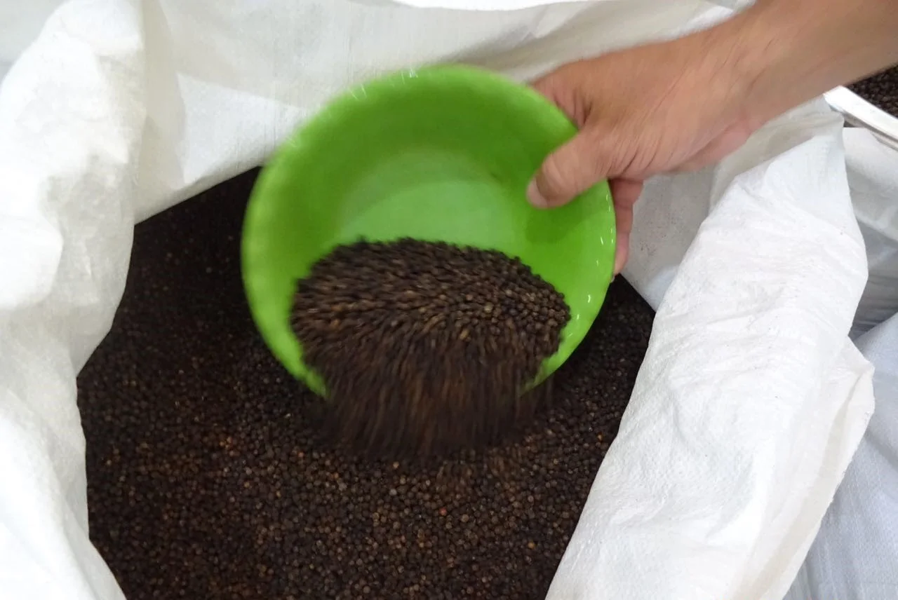 Vietnam Black Pepper 550gl MC Machine Clean FACTORY PRICE VIETNAM BLACK PEPPER HOT SPICY BULK BLACK PEPPER CORN FOR EXPORTING