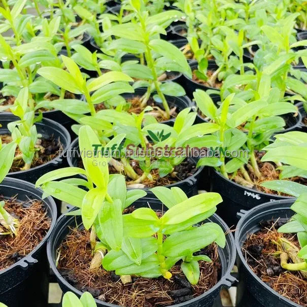Hot sale Coco pith coir for plant in mini pots Low Ec Coco Peat Blocks From Tuff  Cocopeat Block Coconut Coir Peat from Viet