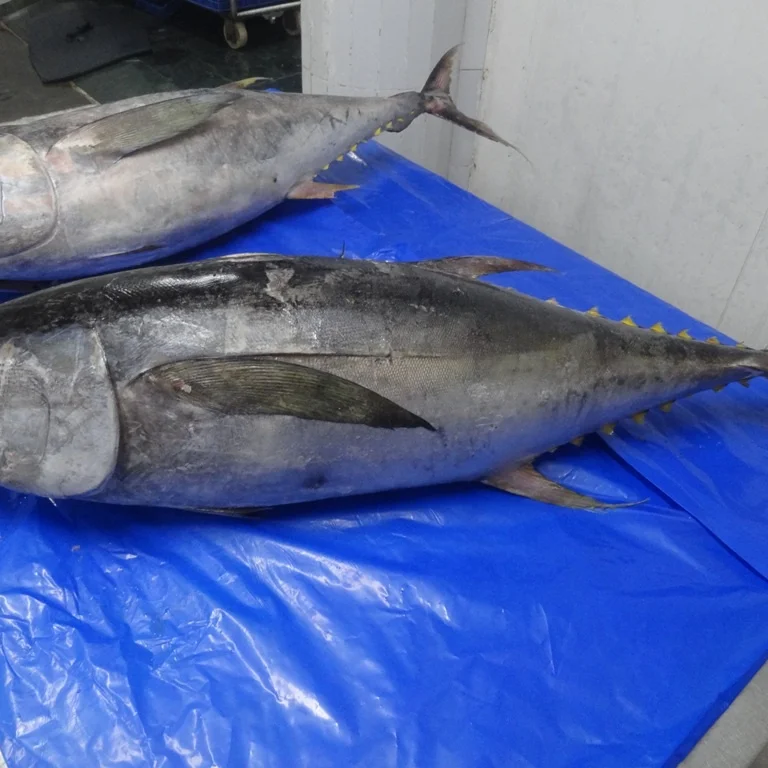 Поставка желтый тунца Замороженные 9THUNNUS albacare