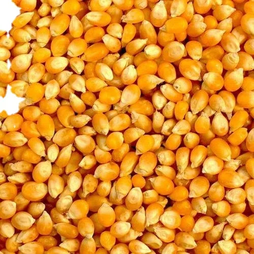 Желтый кукурузы экспорта