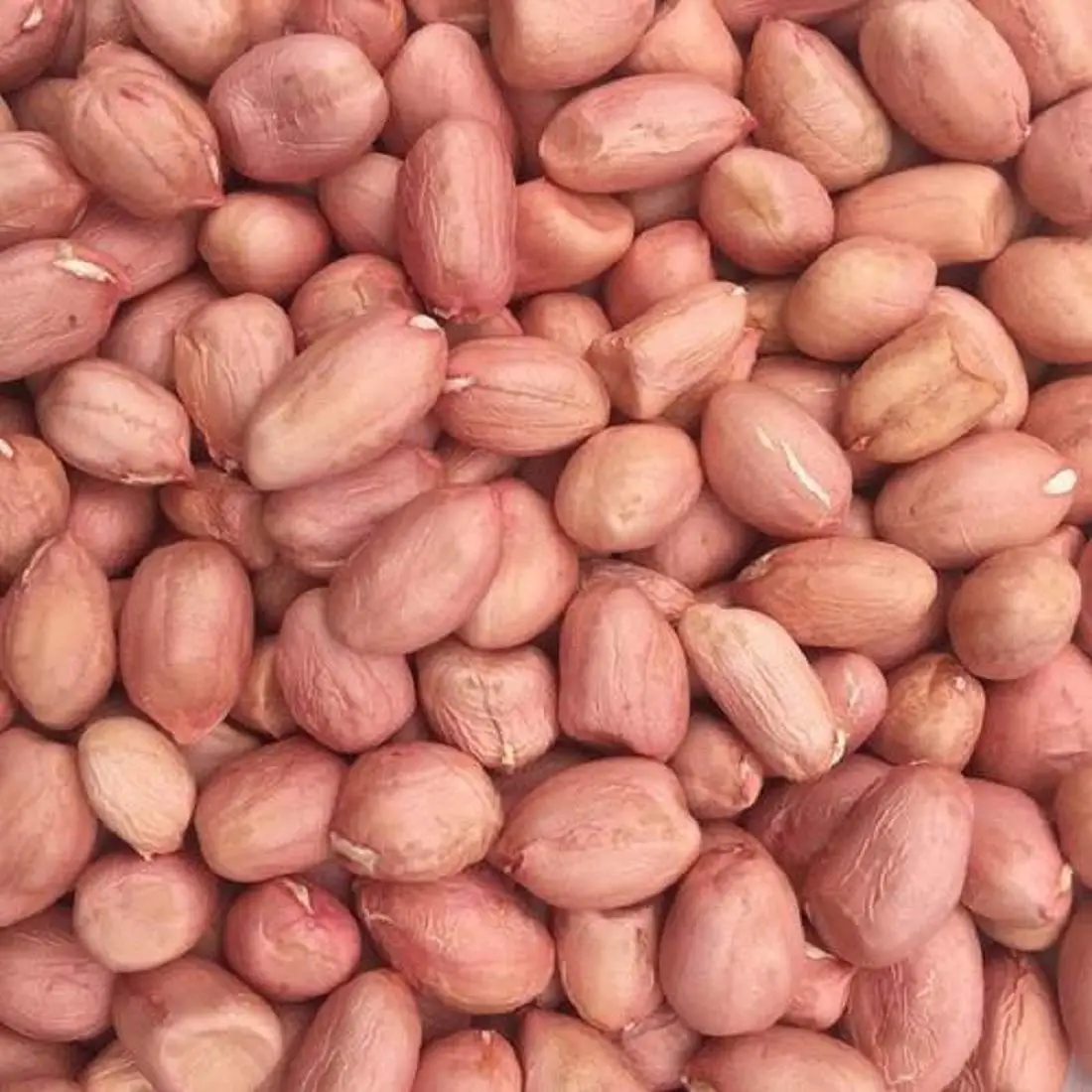 FACTORY PRICE PEANUT NUT FOR EXPORT