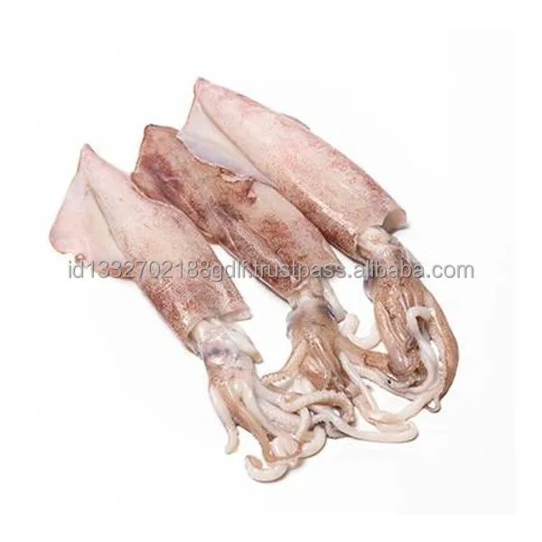 Custom packaging 100% Export Oriented High Quality  Wholesale Price Fresh Frozen Ilex Squid Export From Indonesia