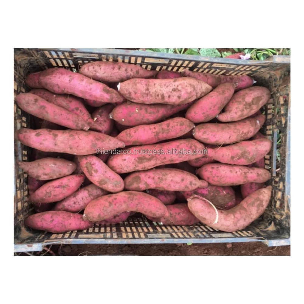Fresh Japanese Purple Sweet Potato with mesh bag packing | 84905042860