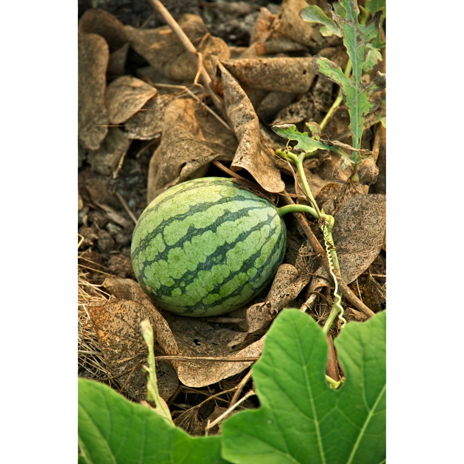 watermelon verity for fresh fruit export by sea / air