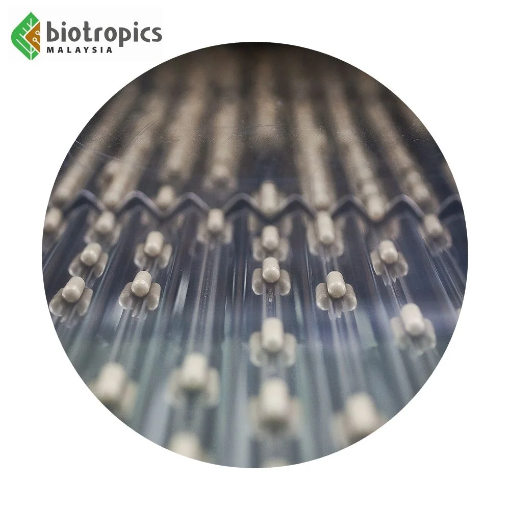 Новый продукт для здоровья OEM No Brand натуральный женьшень Tongkat Ali Maca HornyGoatWeed Tribulus Cordyceps в овощных Капсулах