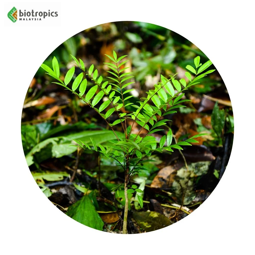 Authentic Malaysia Tongkat Ali (Eurycoma longifolia) Herbal Extract Root Powder Wild-Cultivated Ingredient Coffee Energy Drinks