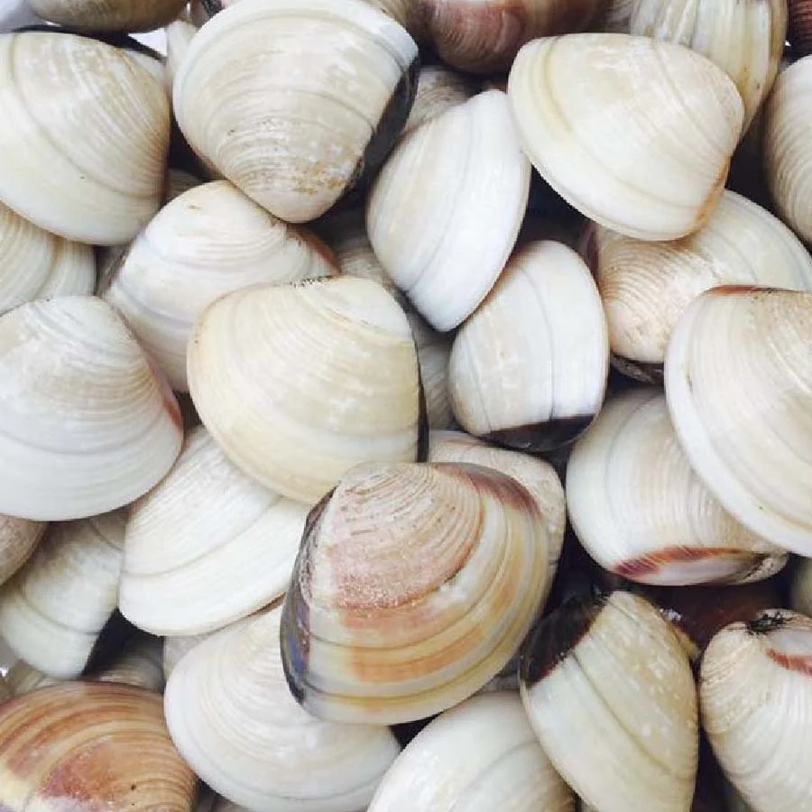 
24 Months Shell Life IQF Freezing Process Frozen Style Bivalves (clams) origin from Vietnam 