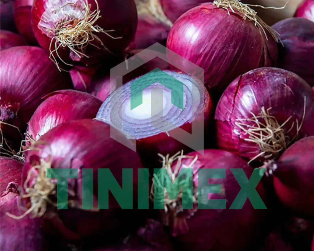 Vietnamese Purple Onion/ Red onion/ Purple Onion Seeds (Tel: 0084366808683)