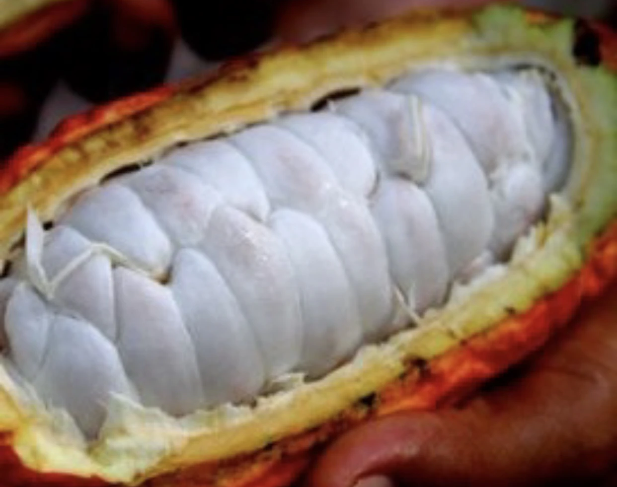 AD Special Chocolate Beans to Bar  Best Product from Thailand  Wide Range of Chocolate and Cacao Best Thai  Agriculturists