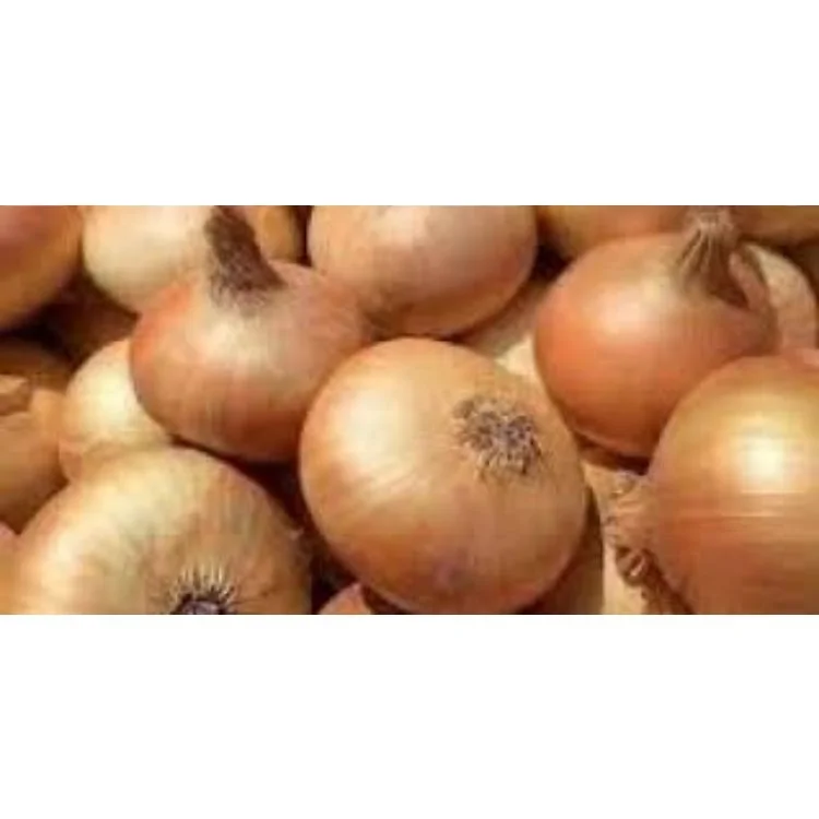 Bombay Golden OnionBest Price for Quality Fresh  for Fresh Vegetables Golden Onion Onion Bombay Golden OnionExporters from india