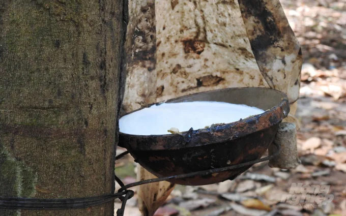 Premium Natural Raw Rubber From Vietnam For Industry / Hana