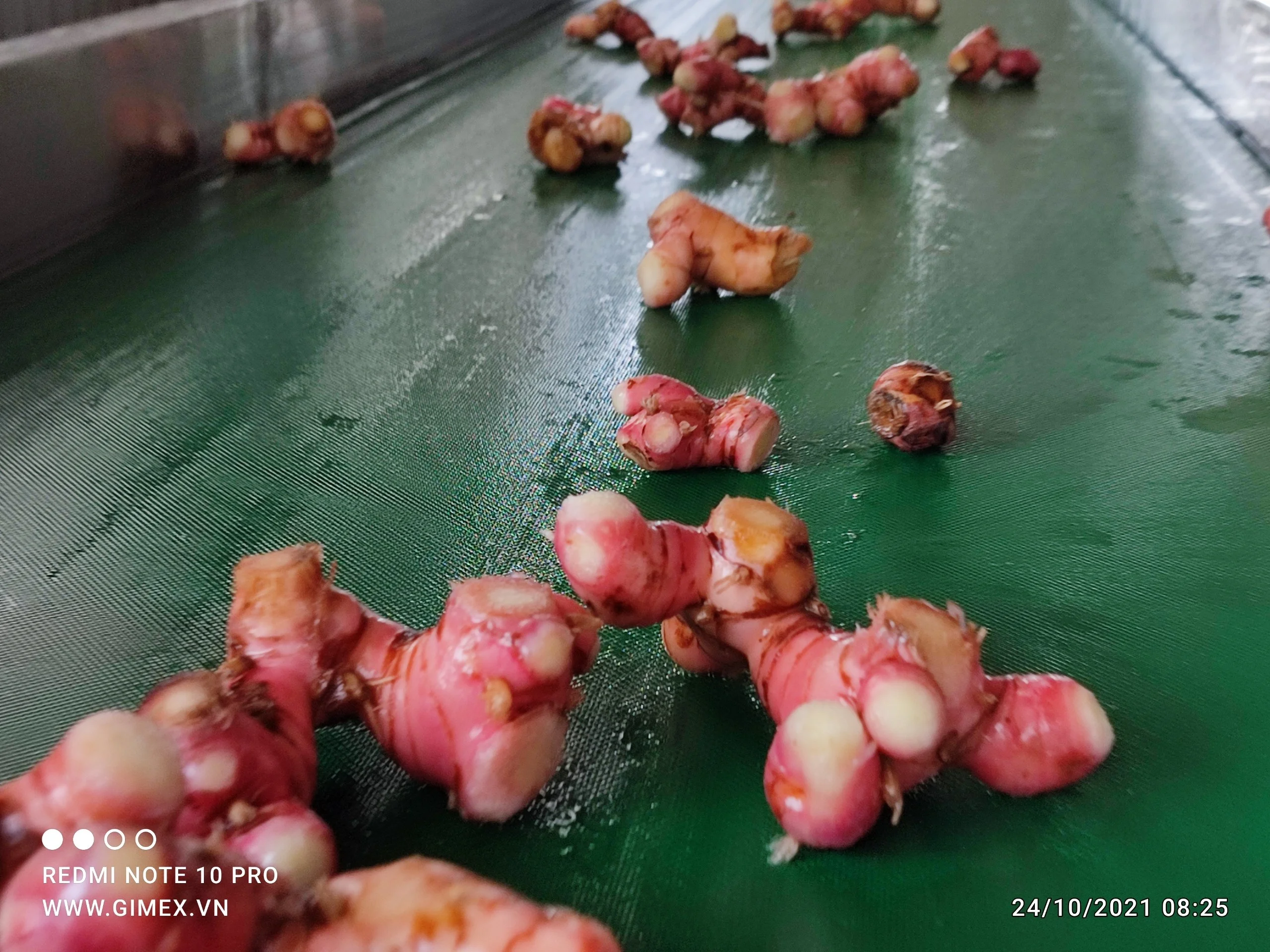 Свежий и замороженный розовый Galangal хорошая цена из Вьетнама свяжитесь + 84984418844