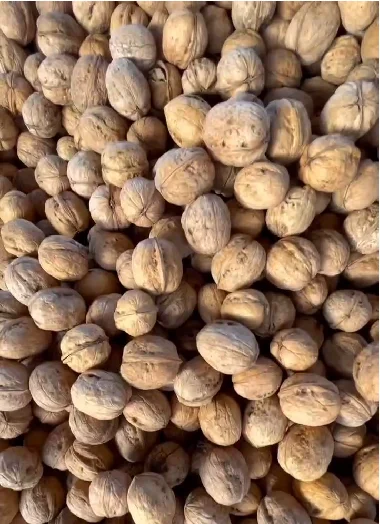 China origin wholesale price healthy snack Xinjiang walnut in shell