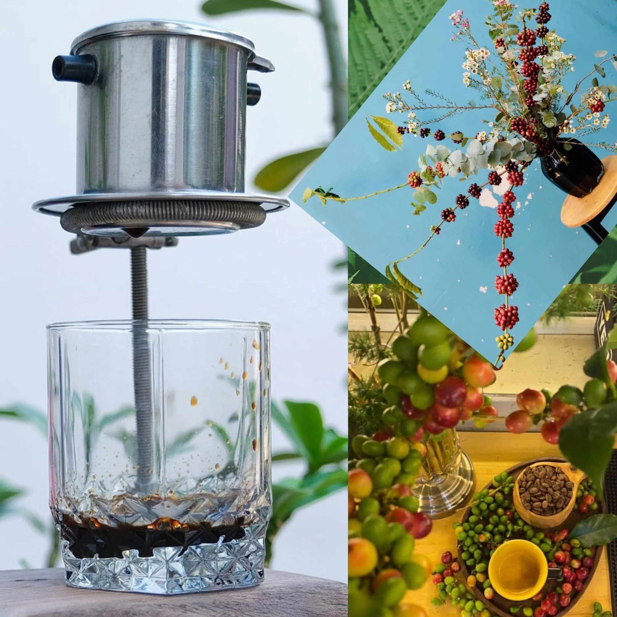 Commercial Stainless Steel 30 Kg Roaster For Coffee Bean with Chaff Collector