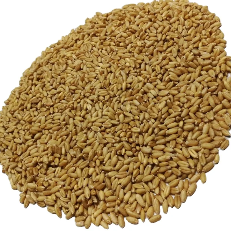 Wheat for Sale / Wheat Price Milling Wheat Sorted Quality