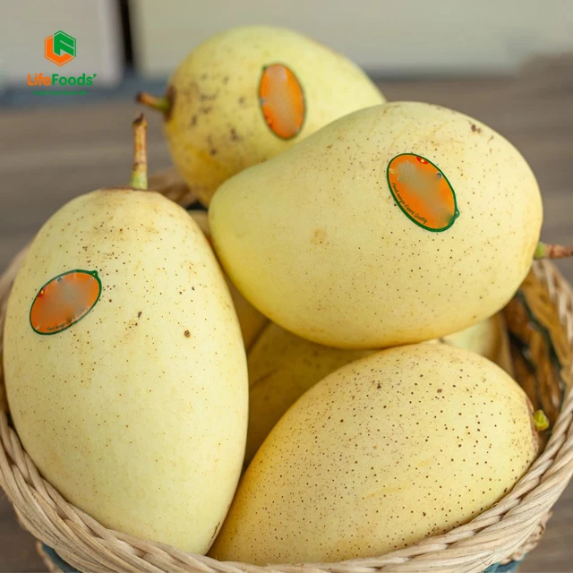Natural Sweet Common 100% Maturity Delicious HCCP cert package ODM fresh fruit Yellow Cat Chu Mango Lifefoods from Vietnam