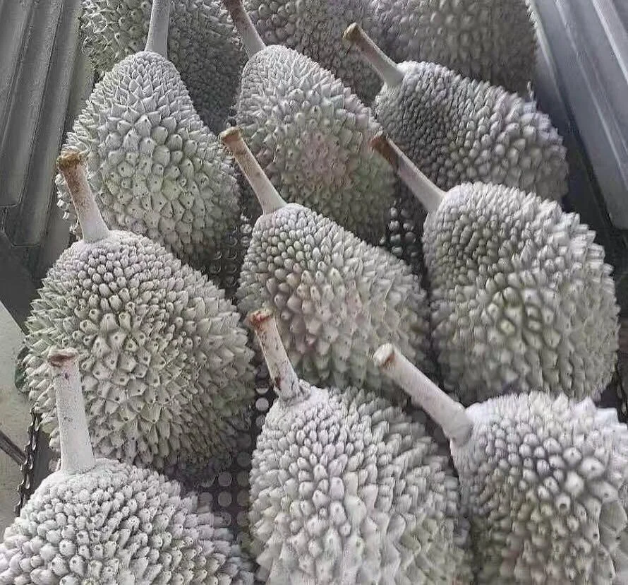 
Premium Nitrogen Frozen Durian Musang King (D197) Mao Shan Wang Malaysia (Whole Fruit) 