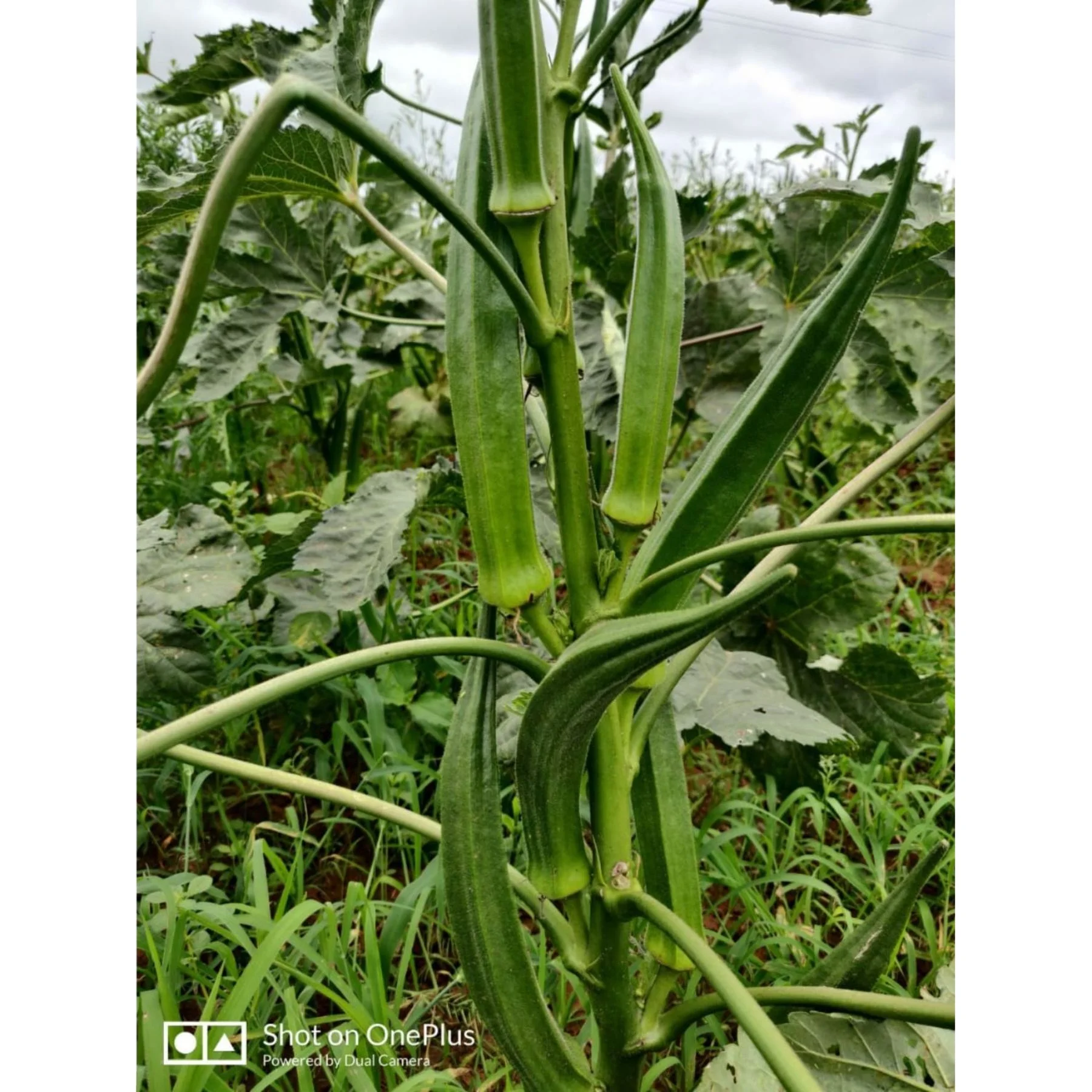 green okra arka anamika by indian exporters growers production of indian okras