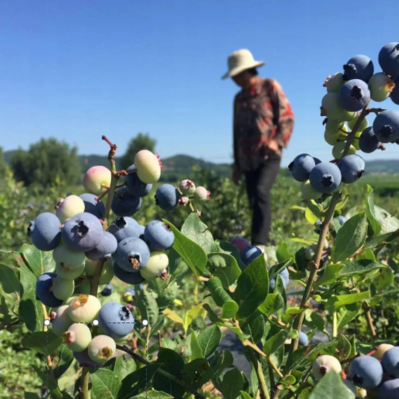 Factory Customized 750ml High-end Blueberry Wine Dry Western Farmer Brand
