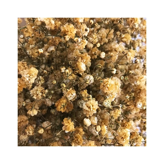 Creative Expression Incorporating Fresh Flowers Tinted Gypsophila in Floral Art Good Price