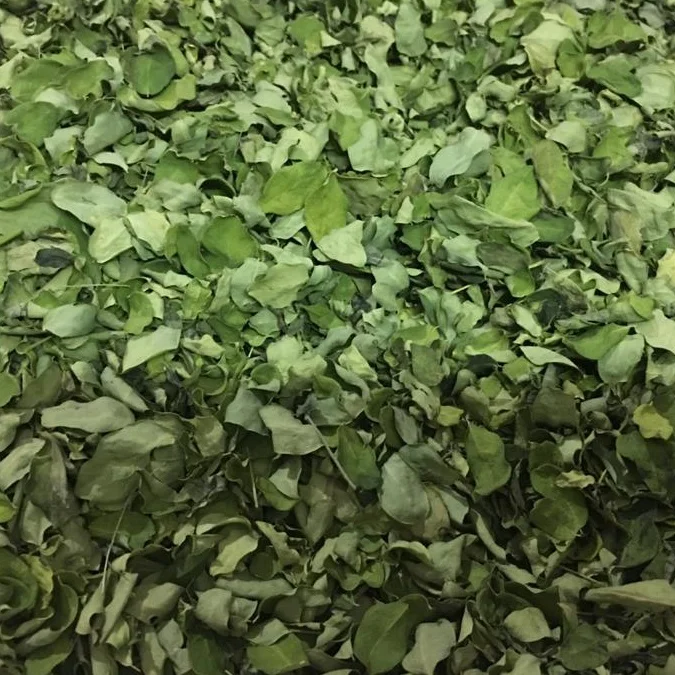Organic Moringa Olefera Dried Leaf Whatsapp - +91 7708835148 with more Nutritional Values in a Natural Way