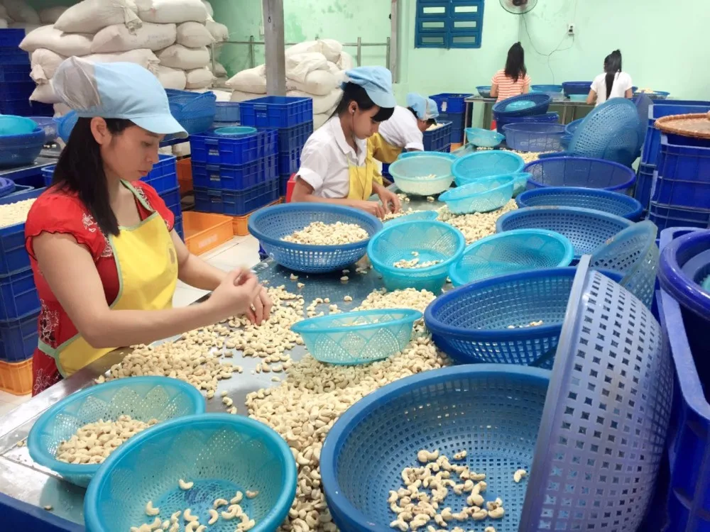 Vietnamese Cashew Nuts - Original W240, W320, W180 Grades for Import and Export