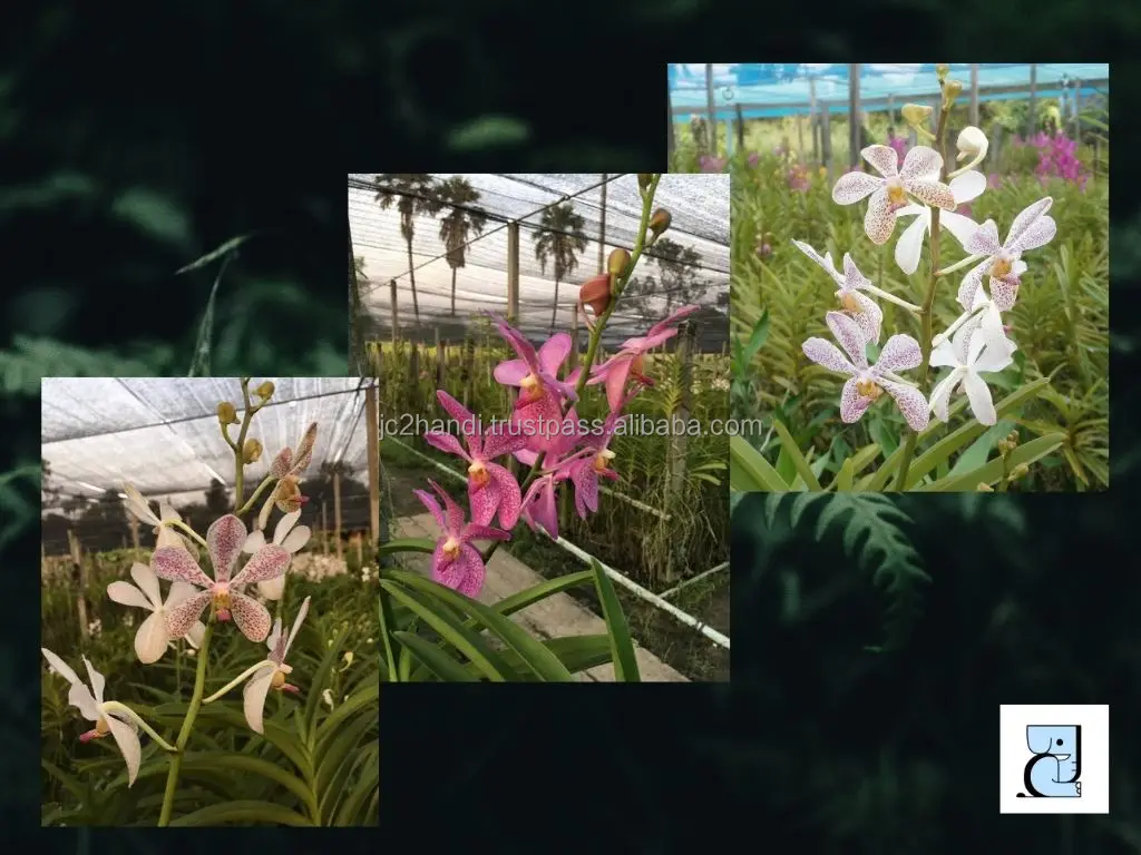 Anne Black Orchid цветы свежесрезанные из таиландовского сада разновидности красивых свежесрезанных цветов
