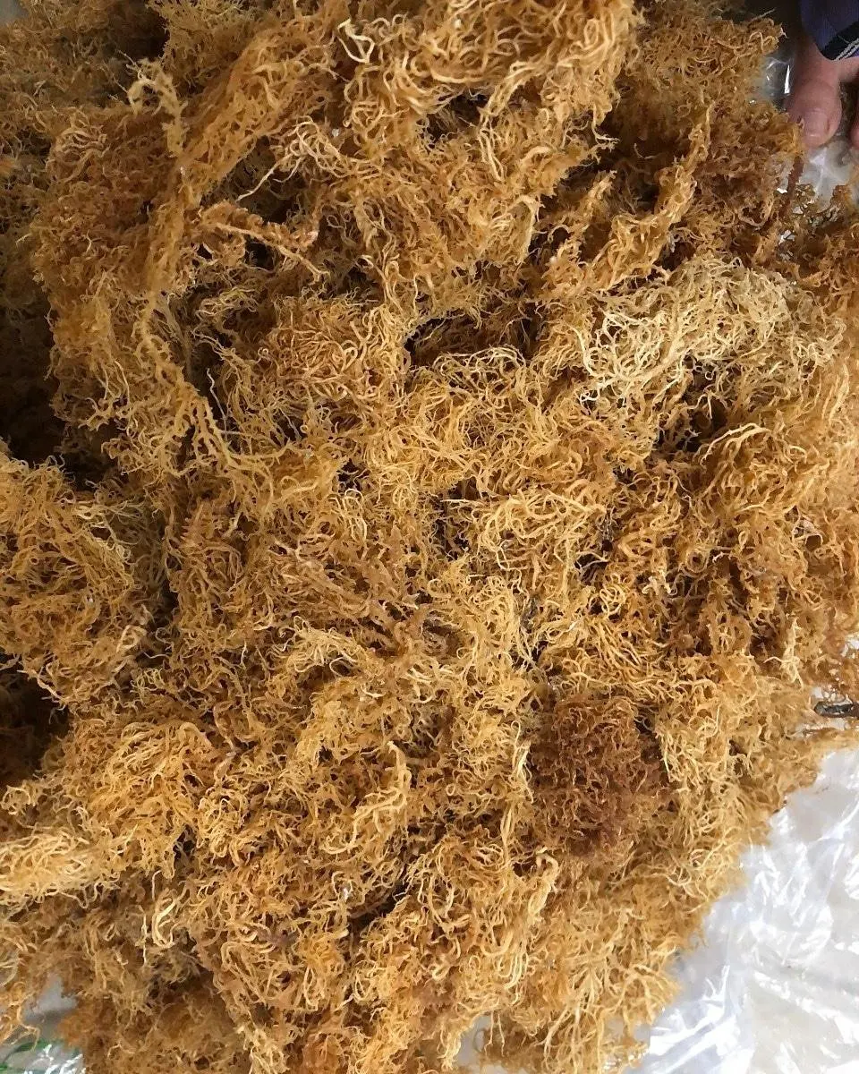 THE DEHYDRATED IRISH SEA MOSS FROM VIETNAM/ BEST SELLING SEA MOSS