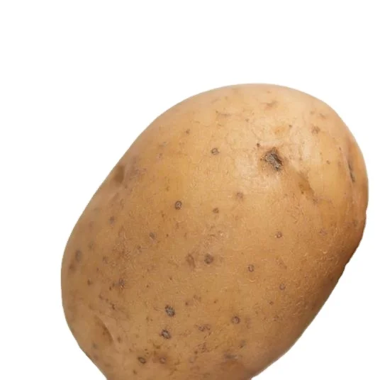 Высококачественный свежий картофель овощи из Индии по оптовой цене используется для приготовления пищи