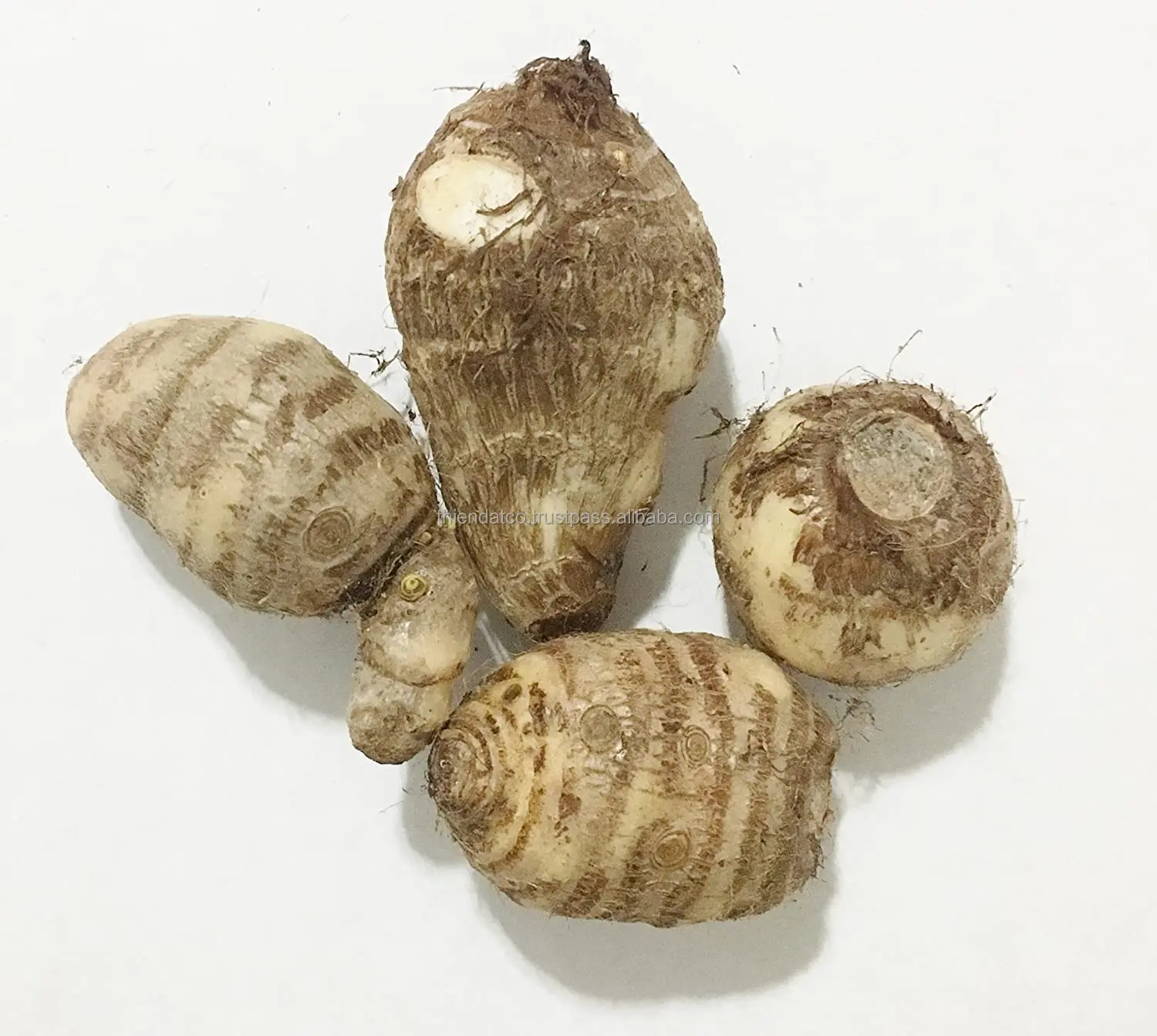 FRESH PURPLE FLESH TARO ROOT VIETNAM WITH BEST PRICE