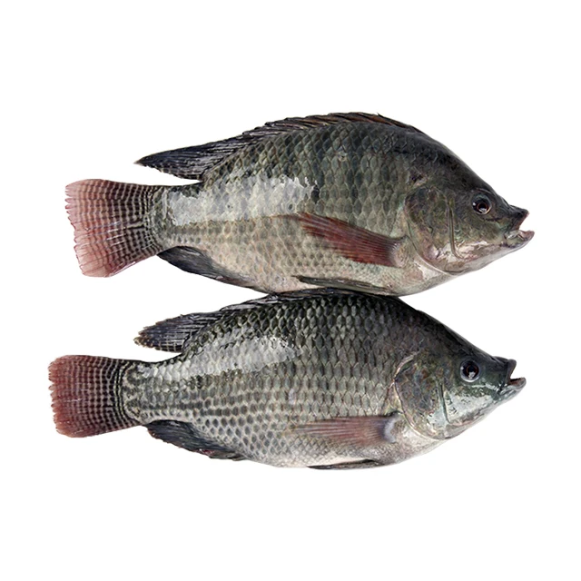 Wholesale Seafood Frozen Whole Round Nile Tilapia Fish From China
