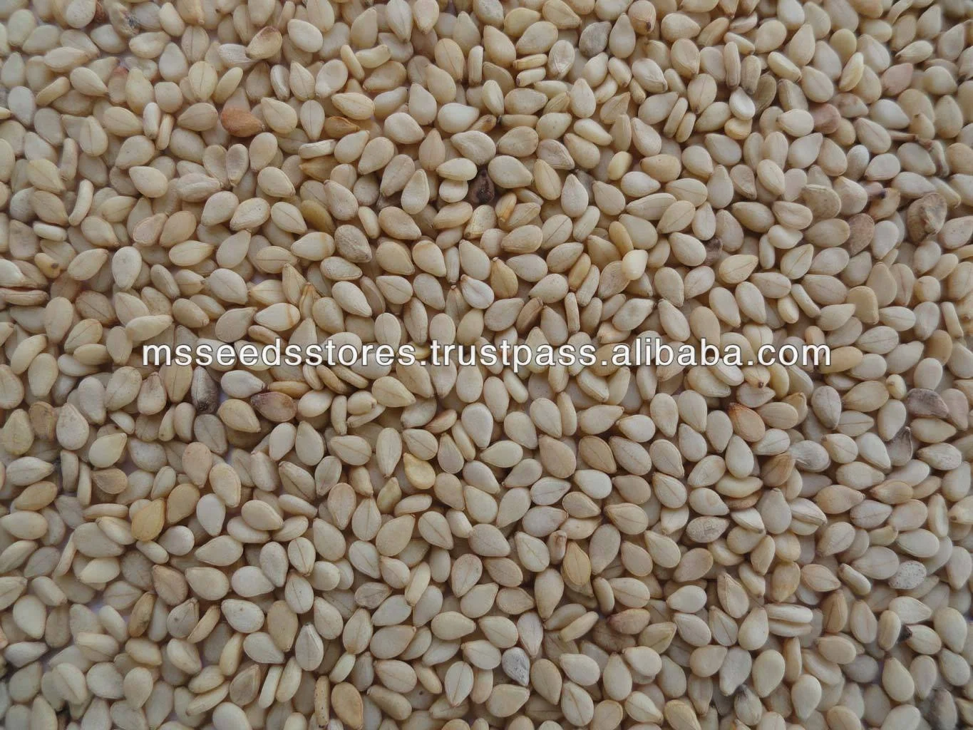  Sesame Natural White